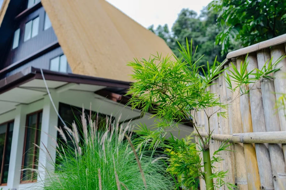 10 loại cây chớ nên trồng sát cửa nhà 10 loại cây chớ nên trồng sát cửa nhà