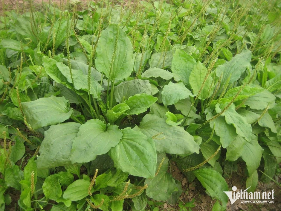 12 cây cỏ mọc hoang là vị thuốc hỗ trợ thanh nhiệt, giải độc 12 cây cỏ mọc hoang là vị thuốc hỗ trợ thanh nhiệt, giải độc