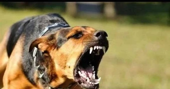 2 trường hợp tử vong do chó dại cắn tại Đồng Tháp