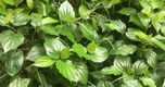 3 cây thuốc hỗ trợ giảm đau nhức xương khớp