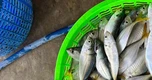 3 loại cá tốt bậc nhất cho người mỡ máu cao, ngừa bệnh tim: Chợ Việt cực sẵn nhưng nhiều người chưa biết mà ăn!