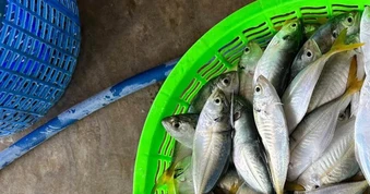 3 loại cá tốt bậc nhất cho người mỡ máu cao, ngừa bệnh tim: Chợ Việt cực sẵn nhưng nhiều người chưa biết mà ăn!