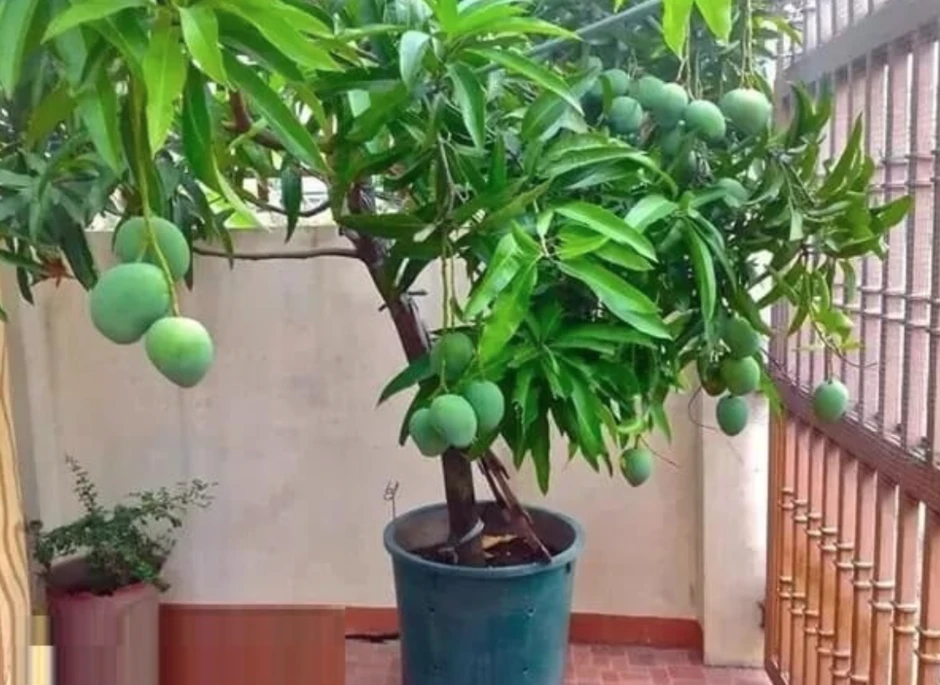 3 loại cây ăn quả chớ trồng sát nhà 3 loại cây ăn quả chớ trồng sát nhà