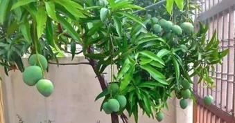 3 loại cây ăn quả chớ trồng sát nhà