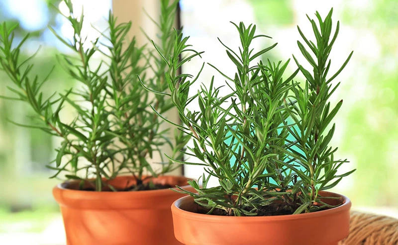 3 loại cây nên trồng trong nhà, đuổi muỗi hiệu quả, thơm phòng
