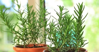 3 loại cây nên trồng trong nhà, đuổi muỗi hiệu quả, thơm phòng