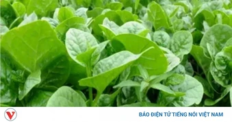 3 loại rau quen thuộc giúp đường ruột khỏe hơn, bán đầy chợ Việt