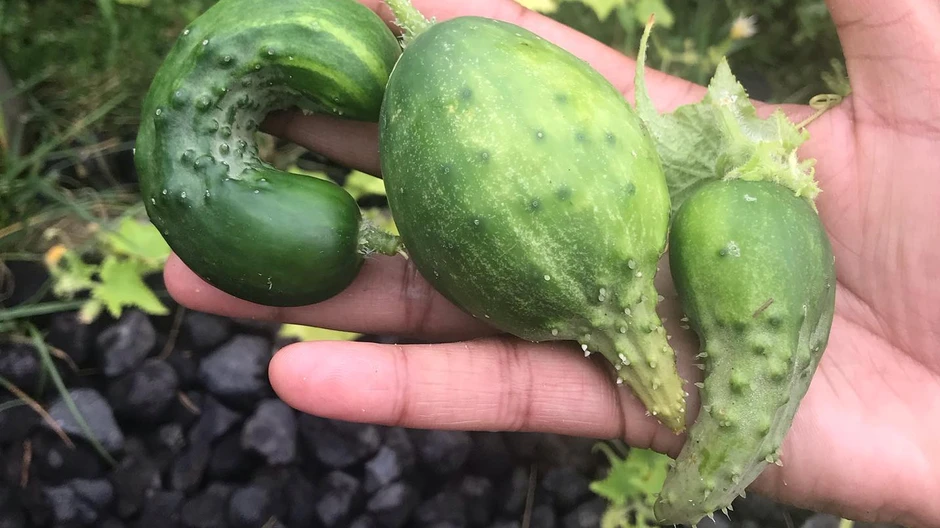 3 loại trái cây tế bào ung thư rất thích, có "bán rẻ như cho" cũng đừng động vào dù chỉ 1 lần! 3 loại trái cây tế bào ung thư rất thích, có "bán rẻ như cho" cũng đừng động vào dù chỉ 1 lần!