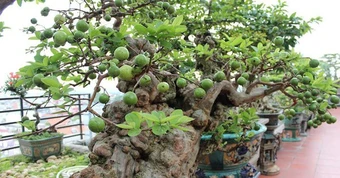 3 lý do bạn nên trồng một cây ổi trong nhà