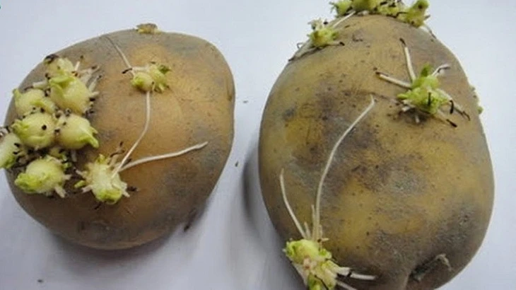 3 người 1 nhà lần lượt qua đời vì ung thư, bác sĩ nói thẳng: "Vứt ngay 3 loại rau trong tủ lạnh" 3 người 1 nhà lần lượt qua đời vì ung thư, bác sĩ nói thẳng: "Vứt ngay 3 loại rau trong tủ lạnh"