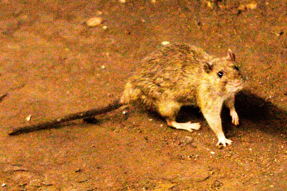 3 người tử vong nghi do lây nhiễm hantavirus trên du thuyền ở Đại Tây Dương