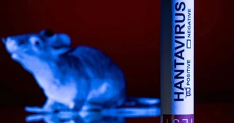 3 người tử vong vì virus Hanta trên tàu du lịch, Việt Nam có nguy cơ?