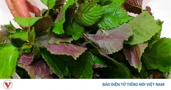 3 nhóm người không nên ăn nhiều lá tía tô