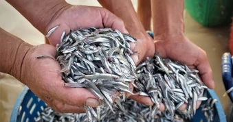 4 loại cá quen thuộc giàu omega-3 không kém cá hồi