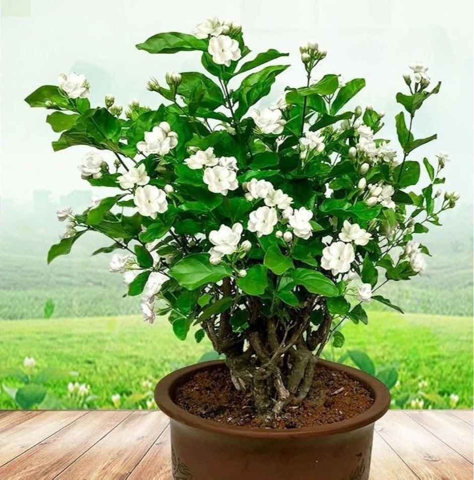 4 loại cây "hút" vận may, hãy trồng trong nhà ngay