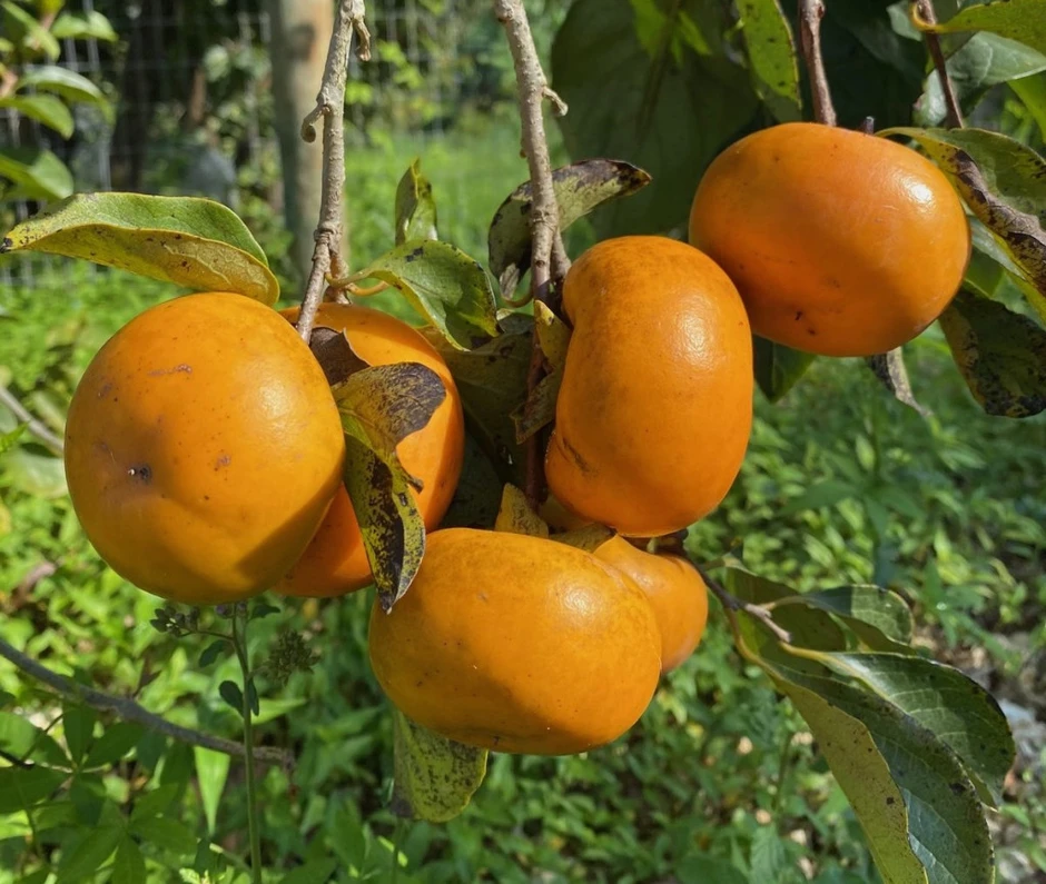 4 loại quả mê mấy cũng CẤM ăn nhiều: Gan sớm "hỏng" dù không dùng 1 giọt rượu bia 4 loại quả mê mấy cũng CẤM ăn nhiều: Gan sớm "hỏng" dù không dùng 1 giọt rượu bia