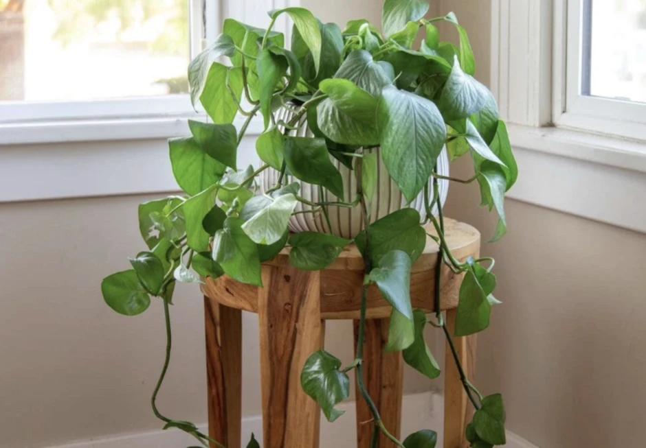 4 lời khuyên cho những gia đình đang trồng cây trầu bà trong nhà 4 lời khuyên cho những gia đình đang trồng cây trầu bà trong nhà