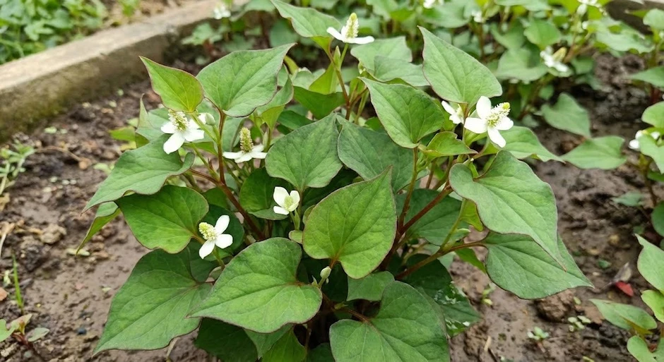 4 lời khuyên đến các gia đình đang trồng rau diếp cá 4 lời khuyên đến các gia đình đang trồng rau diếp cá