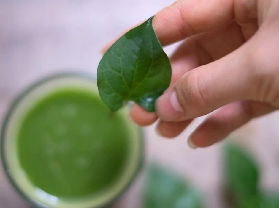 4 lời khuyên đến các gia đình đang trồng rau diếp cá 4 lời khuyên đến các gia đình đang trồng rau diếp cá