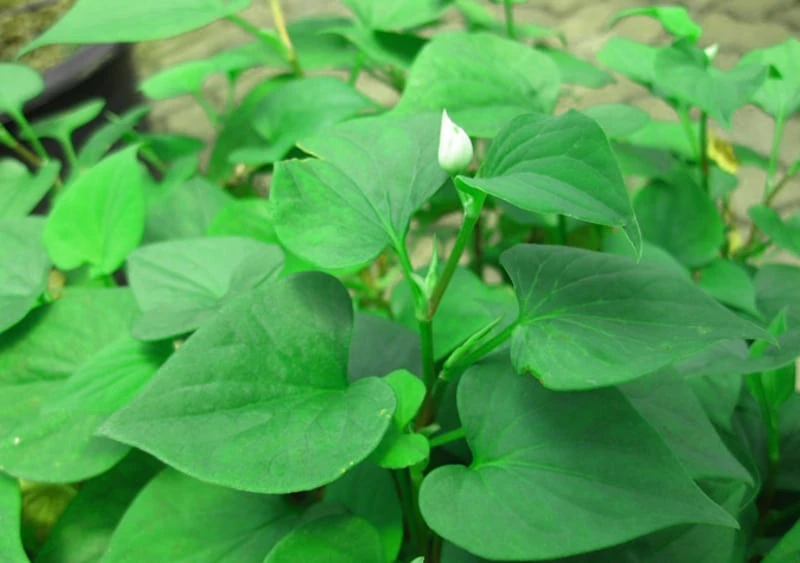 4 lời khuyên đến các gia đình đang trồng rau diếp cá 4 lời khuyên đến các gia đình đang trồng rau diếp cá