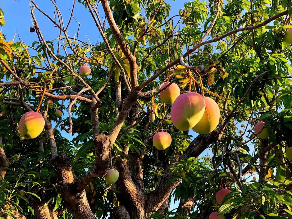 4 lý do nên trồng 1 cây xoài trước nhà 4 lý do nên trồng 1 cây xoài trước nhà