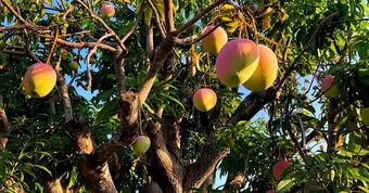 4 lý do nên trồng 1 cây xoài trước nhà