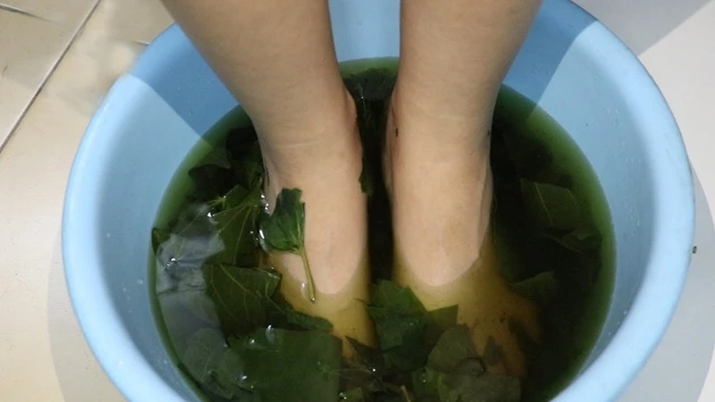 4 lý do nên trồng cây lá lốt trong nhà 4 lý do nên trồng cây lá lốt trong nhà