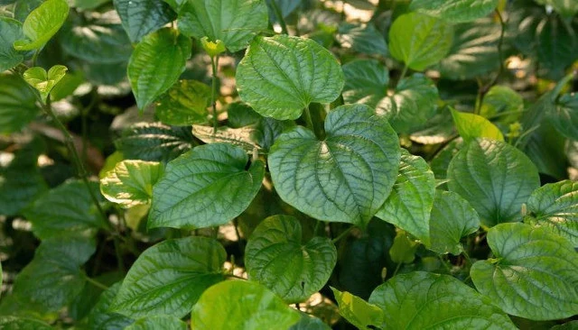 4 lý do nên trồng cây lá lốt trong nhà 4 lý do nên trồng cây lá lốt trong nhà