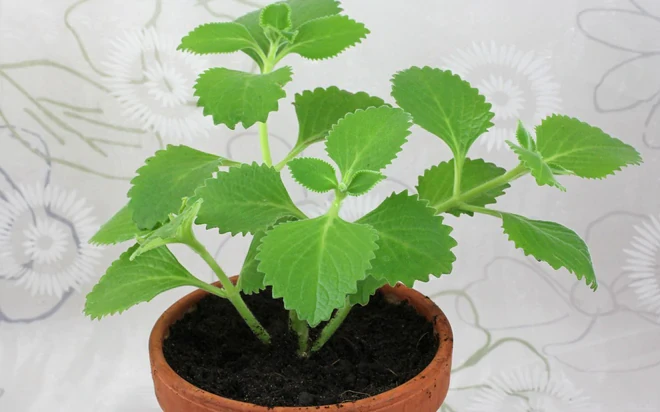 4 lý do vì sao nên trồng một bụi húng chanh gần bếp 4 lý do vì sao nên trồng một bụi húng chanh gần bếp