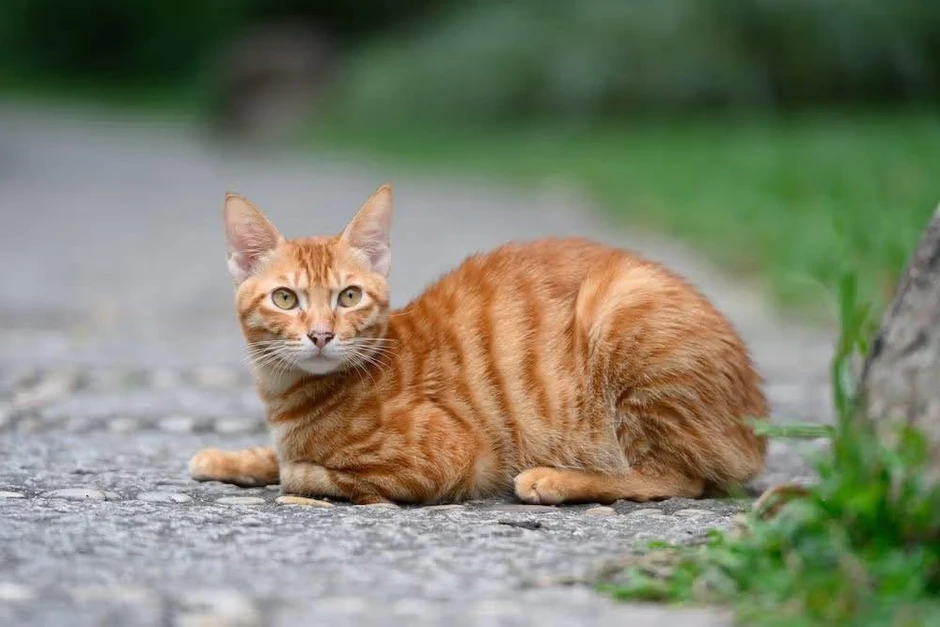 4 vật vào nhà vừa là xui xẻo vừa là may mắn 4 vật vào nhà vừa là xui xẻo vừa là may mắn