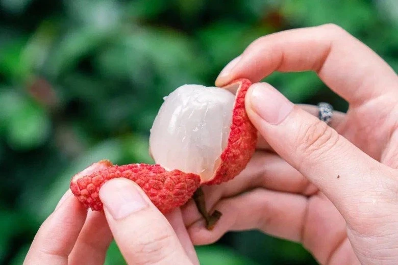 5 không khi ăn vải vào mùa hè ai cũng phải biết để tránh “mang họa vào thân” 5 không khi ăn vải vào mùa hè ai cũng phải biết để tránh “mang họa vào thân”