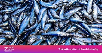 5 loại cá là kho chứa Omega-3
