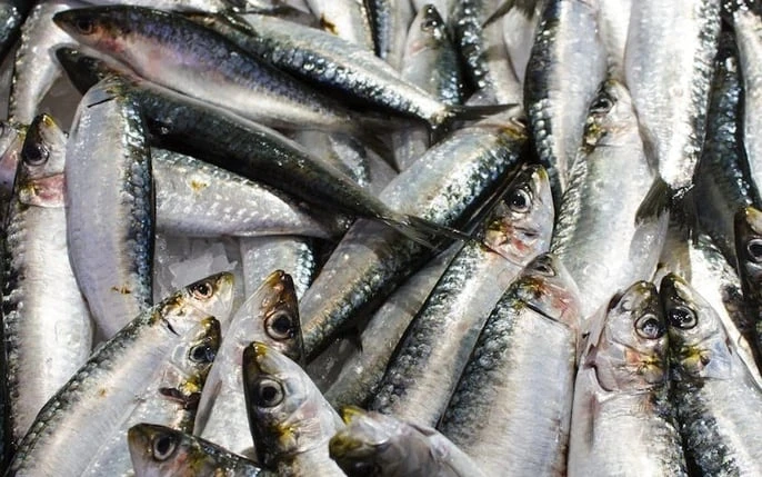 5 loại cá ra chợ thấy phải mua ngay kẻo hết: Không thể nuôi nhân tạo, xương ít, thịt ngon, cực tốt cho sức khỏe 5 loại cá ra chợ thấy phải mua ngay kẻo hết: Không thể nuôi nhân tạo, xương ít, thịt ngon, cực tốt cho sức khỏe
