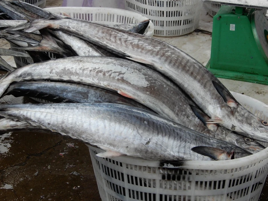 5 loại cá ra chợ thấy phải mua ngay kẻo hết: Không thể nuôi nhân tạo, xương ít, thịt ngon, cực tốt cho sức khỏe 5 loại cá ra chợ thấy phải mua ngay kẻo hết: Không thể nuôi nhân tạo, xương ít, thịt ngon, cực tốt cho sức khỏe