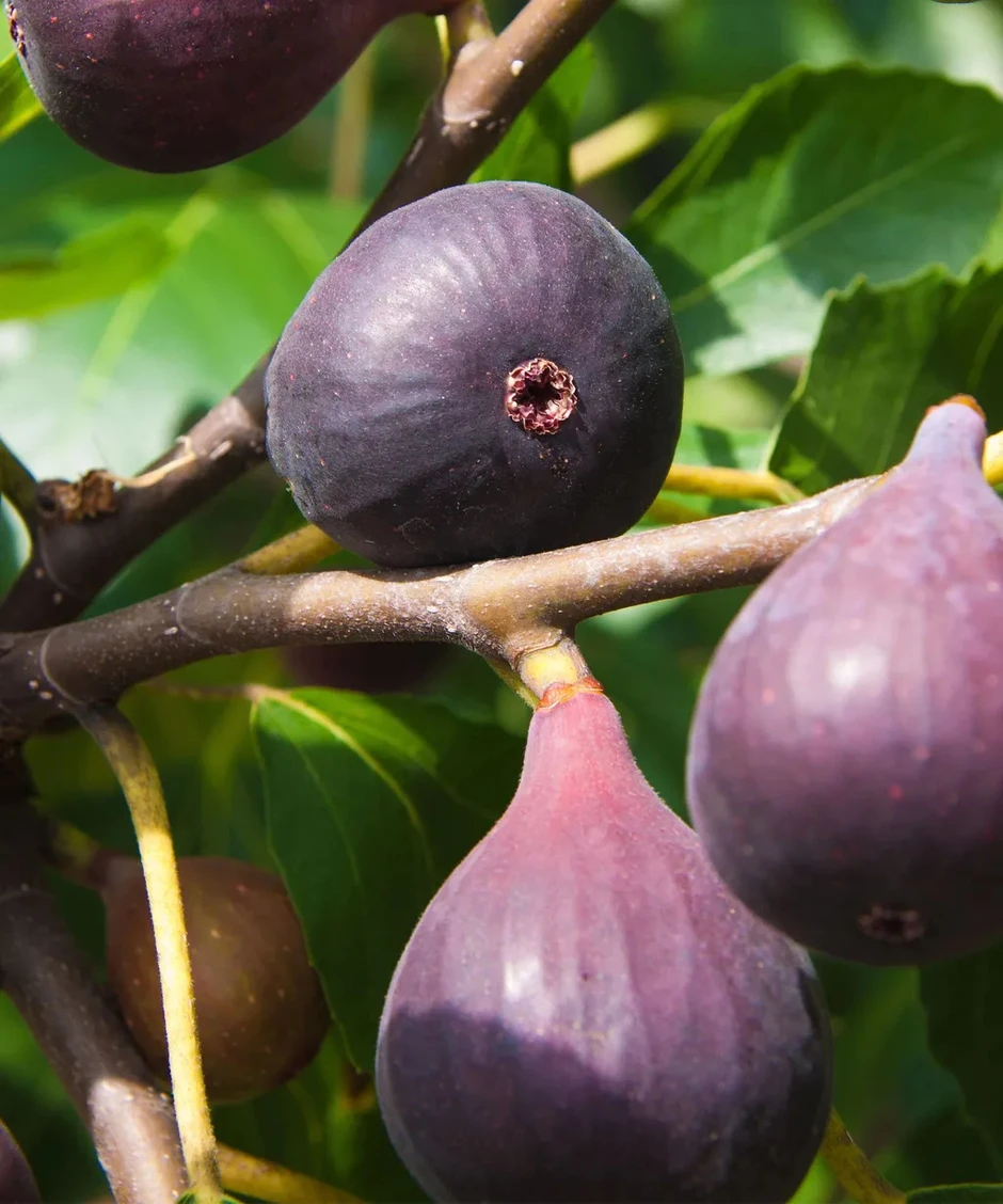 5 loại cây ăn quả trồng trong chậu vẫn chi chít trái