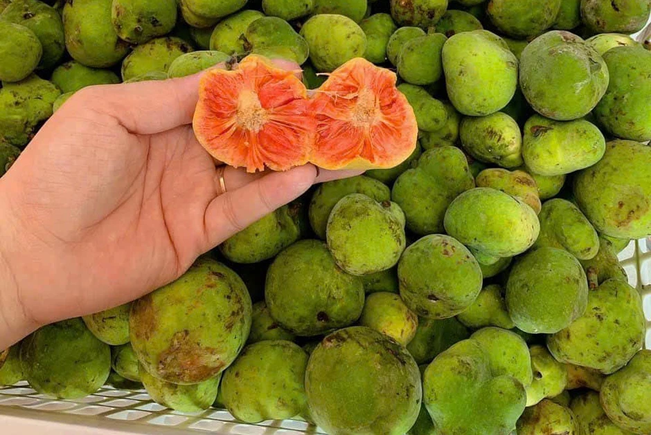 5 loại cây có tên lạ là vị thuốc nhiều tác dụng bất ngờ 5 loại cây có tên lạ là vị thuốc nhiều tác dụng bất ngờ