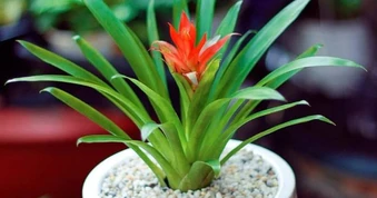5 loại cây dễ thu hút muỗi nếu trồng trong nhà