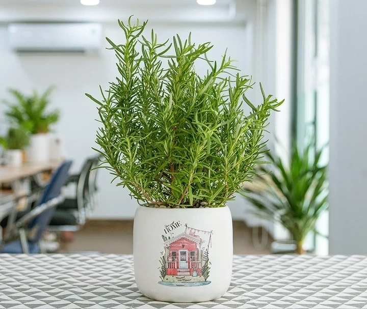 5 loại cây trồng trong nhà giúp đuổi muỗi hiệu quả 5 loại cây trồng trong nhà giúp đuổi muỗi hiệu quả