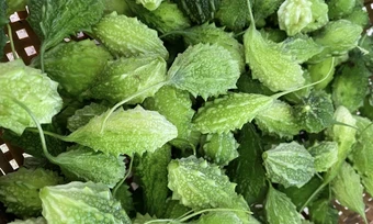 5 loại rau có vị đắng tốt cho gan - Báo TinVina