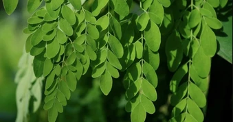 5 lợi ích sức khỏe tiềm năng của chùm ngây