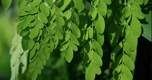 5 lợi ích sức khỏe tiềm năng của chùm ngây