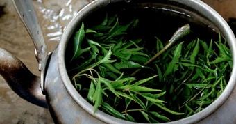 5 lưu ý khi uống lá đinh lăng