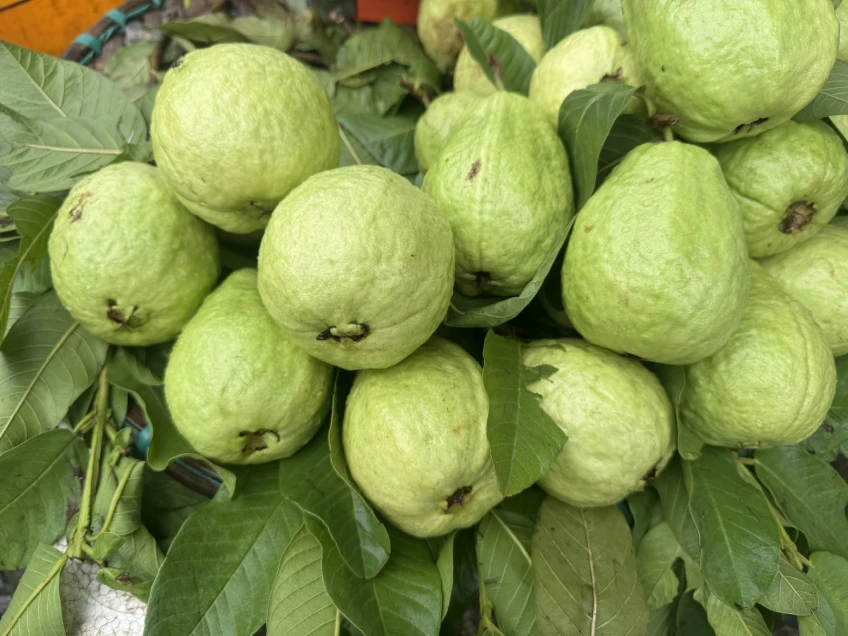 5 lý do bệnh nhân đái tháo đường nên ăn ổi nhiều hơn 5 lý do bệnh nhân đái tháo đường nên ăn ổi nhiều hơn