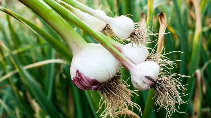 5 lý do nên ăn tỏi thường xuyên để bảo vệ gan và tim mạch 5 lý do nên ăn tỏi thường xuyên để bảo vệ gan và tim mạch