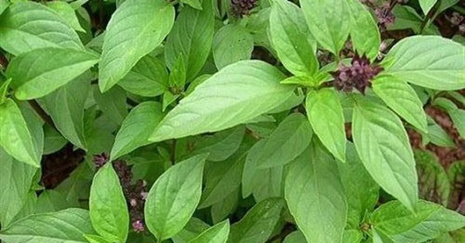 5 lý do nên trồng cây húng quế trong nhà