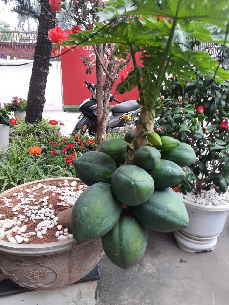 5 lý do nên trồng một cây đu đủ trong nhà