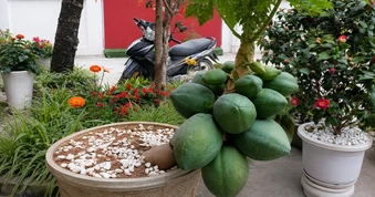 5 lý do nên trồng một cây đu đủ trong nhà