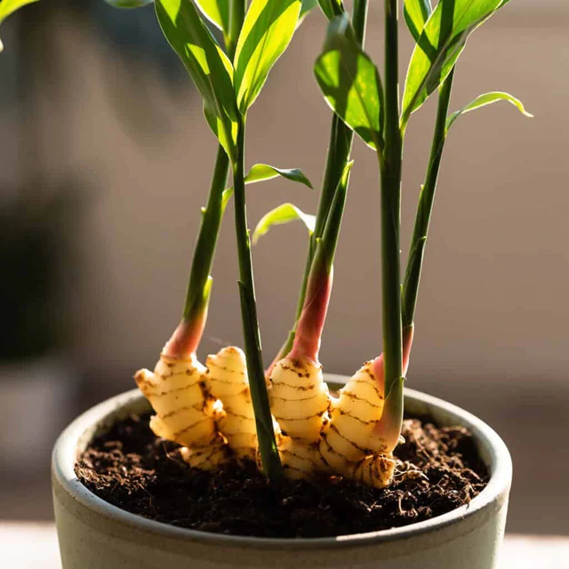 5 lý do vì sao gia đình nào cũng nên trồng một chậu gừng trong nhà 5 lý do vì sao gia đình nào cũng nên trồng một chậu gừng trong nhà