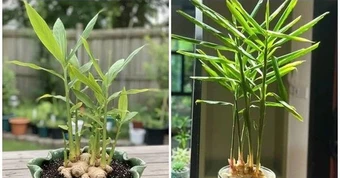 5 lý do vì sao gia đình nào cũng nên trồng một chậu gừng trong nhà