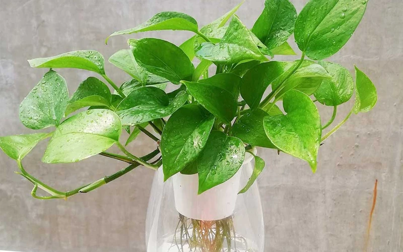 5 lý do vì sao nên trồng một cây trầu bà trong nhà 5 lý do vì sao nên trồng một cây trầu bà trong nhà
